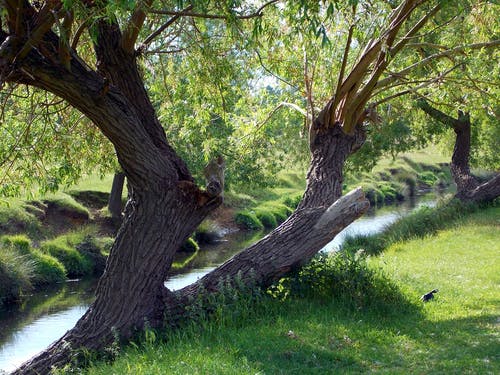 绿叶的树木 · 免费素材图片