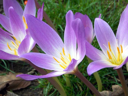 紫色百合花 · 免费素材图片