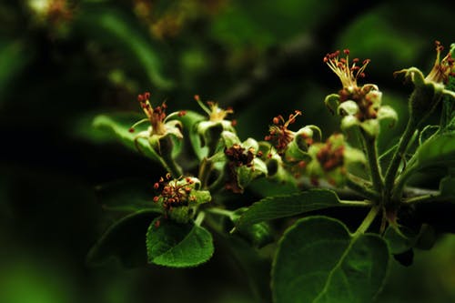 绿叶植物特写摄影 · 免费素材图片