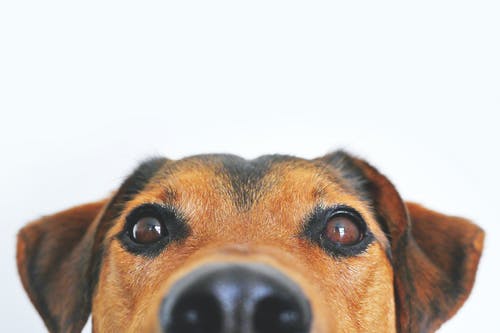 棕色和黑色的狗脸的特写照片 · 免费素材图片