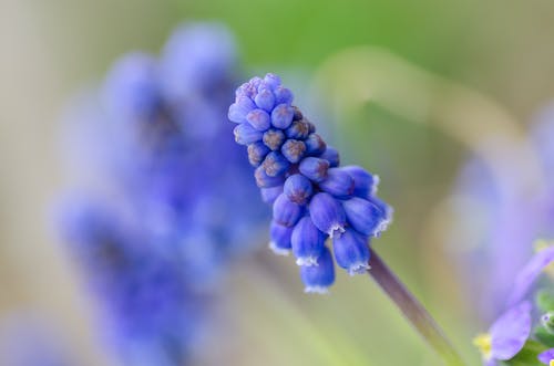 紫色的小花的选择性焦点 · 免费素材图片