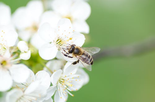 白花黑蜂 · 免费素材图片