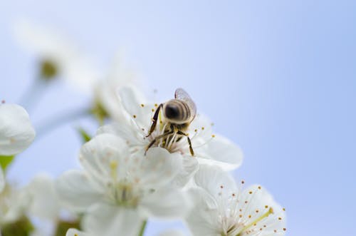 蜜蜂在白色花瓣花上吸蜜的选择性聚焦摄影 · 免费素材图片