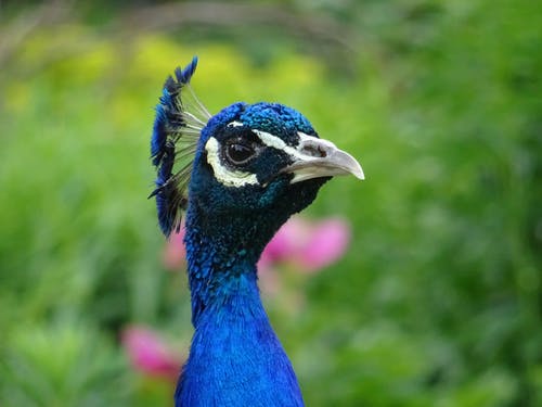 蓝孔雀的野生动物摄影 · 免费素材图片