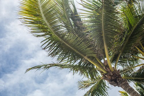 低角度摄影绿色椰子树 · 免费素材图片