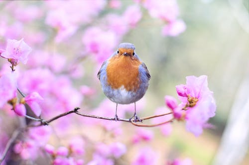 鸟的浅焦点摄影 · 免费素材图片