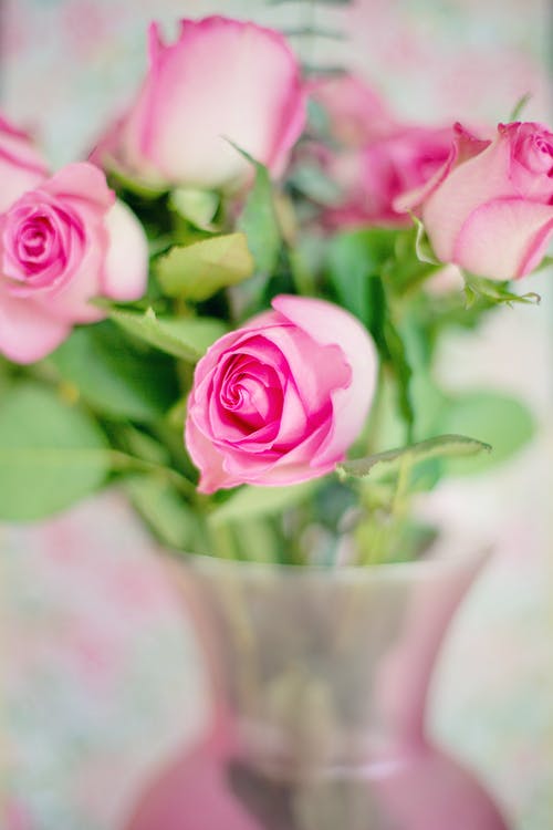 粉红色的花朵，绿色的叶子 · 免费素材图片