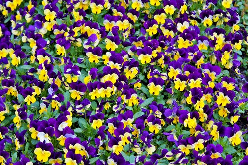 黄色和紫色的花瓣花 · 免费素材图片