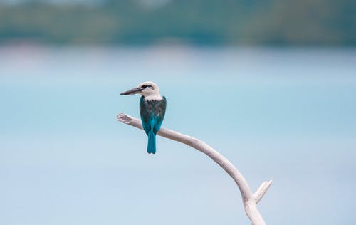 白色，黑色和蓝色长嘴鸟的浅焦点摄影 · 免费素材图片