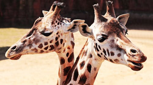 两只长颈鹿的摄影 · 免费素材图片
