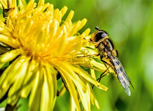 棕色和黄色的蜜蜂在花瓣上 · 免费素材图片