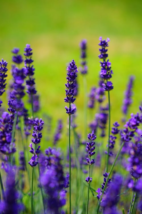 紫色开花植物 · 免费素材图片