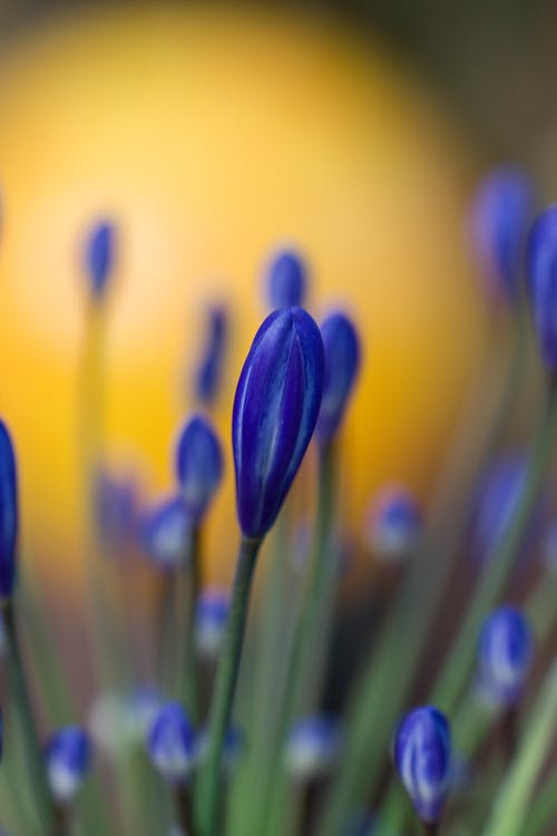 蓝色花瓣花的选择性聚焦摄影 · 免费素材图片