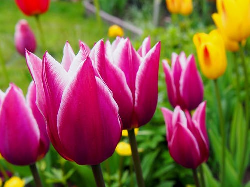 粉红色的花 · 免费素材图片