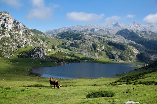 布朗牛在湖附近吃草 · 免费素材图片