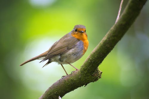灰色和橙色鸟的浅焦点摄影 · 免费素材图片