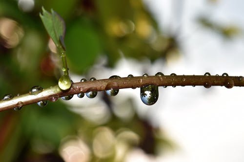 水滴与分支的选择性焦点 · 免费素材图片