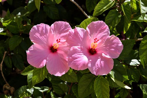 两朵粉红色的芙蓉花 · 免费素材图片