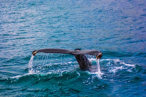 鲸鱼的特写摄影 · 免费素材图片