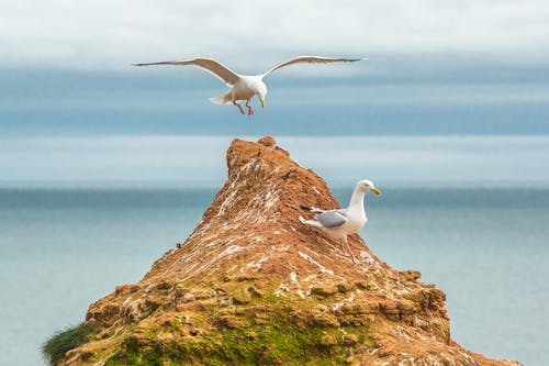 白海鸥 · 免费素材图片