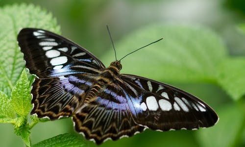 绿叶上的黑蝴蝶 · 免费素材图片