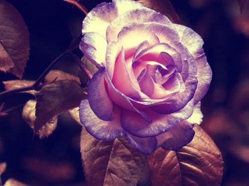 白色和紫色的花瓣花 · 免费素材图片