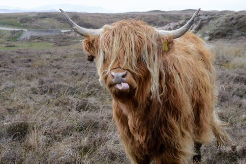 草地上的棕色高地牛 · 免费素材图片