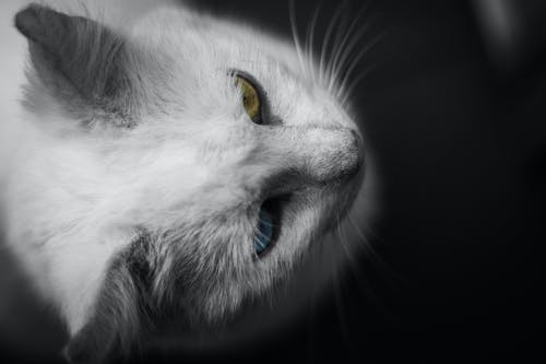 黑色背景上的白猫 · 免费素材图片