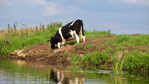 牛在水体附近吃草 · 免费素材图片