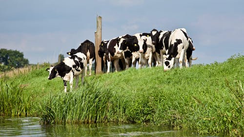 河边的黑白母牛组 · 免费素材图片