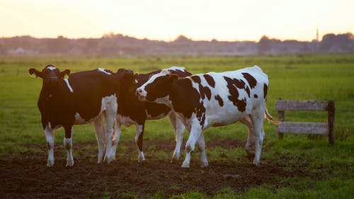 三头黑白母牛 · 免费素材图片