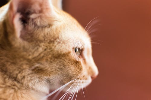 橙色虎斑猫 · 免费素材图片