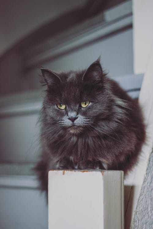 黑猫在白色楼梯栏杆上 · 免费素材图片