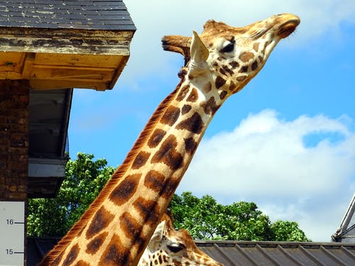 长颈鹿在晴朗的天空下 · 免费素材图片