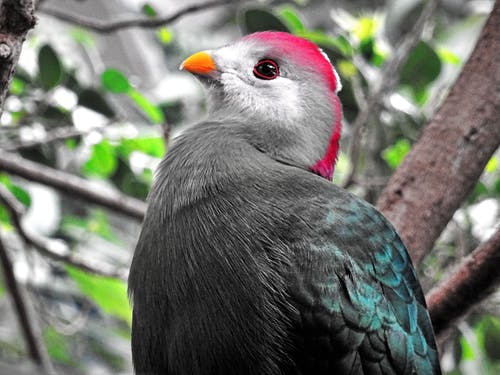 红头鸟栖息在树上 · 免费素材图片