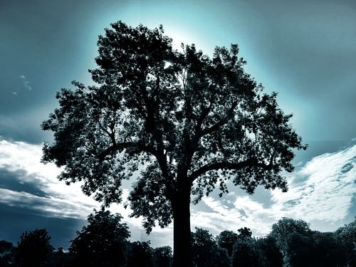 树的剪影摄影 · 免费素材图片