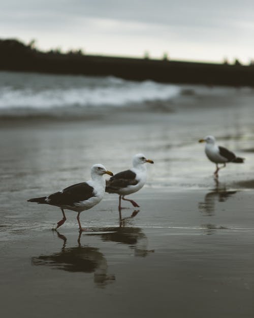 三只鸟站在海边 · 免费素材图片
