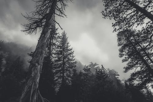 多云的天空下的树木 · 免费素材图片