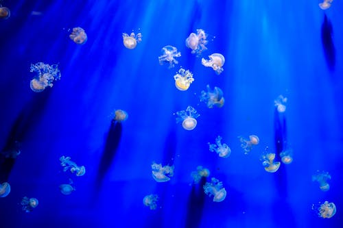水下的黄色水母 · 免费素材图片