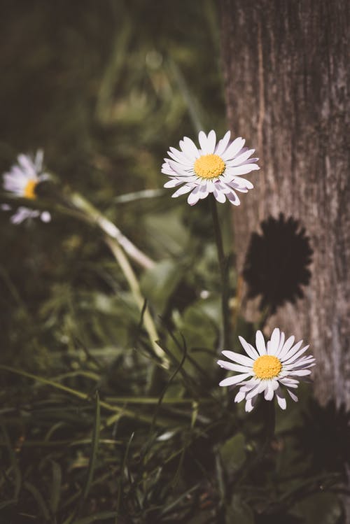 三朵白雏菊花 · 免费素材图片