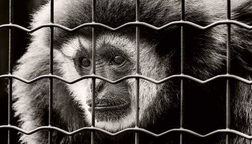 黑与白猴子 · 免费素材图片