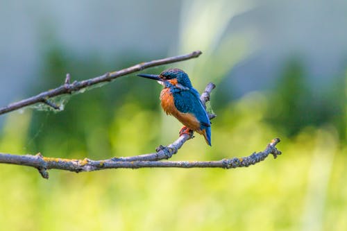 蓝色和棕色鸟在树枝上 · 免费素材图片