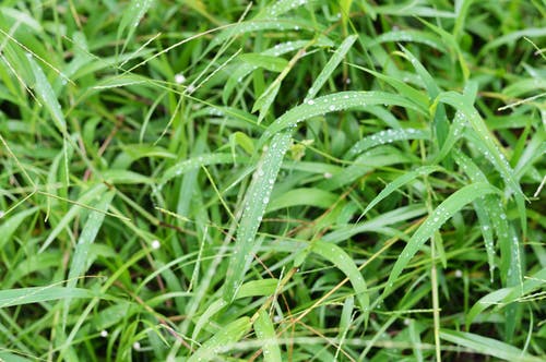 绿草上的水滴 · 免费素材图片