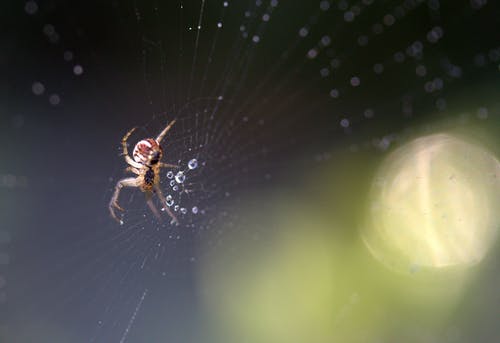 Web上的棕色蜘蛛的宏观摄影 · 免费素材图片