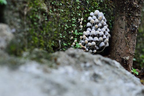 白蘑菇的选择性聚焦摄影 · 免费素材图片