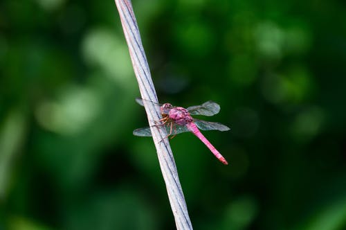 粉红蜻蜓 · 免费素材图片