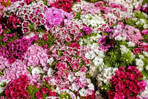 粉色和白色的花床 · 免费素材图片