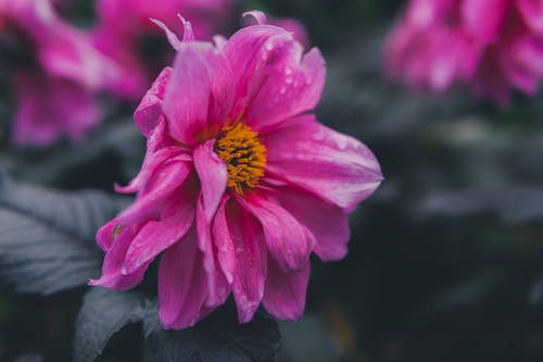 粉色花瓣花的选择性焦点 · 免费素材图片