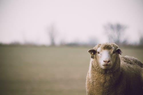 羊浅焦点摄影 · 免费素材图片