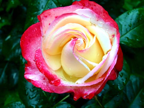 红玫瑰 · 免费素材图片